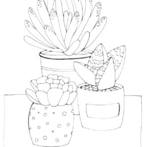 Succulents