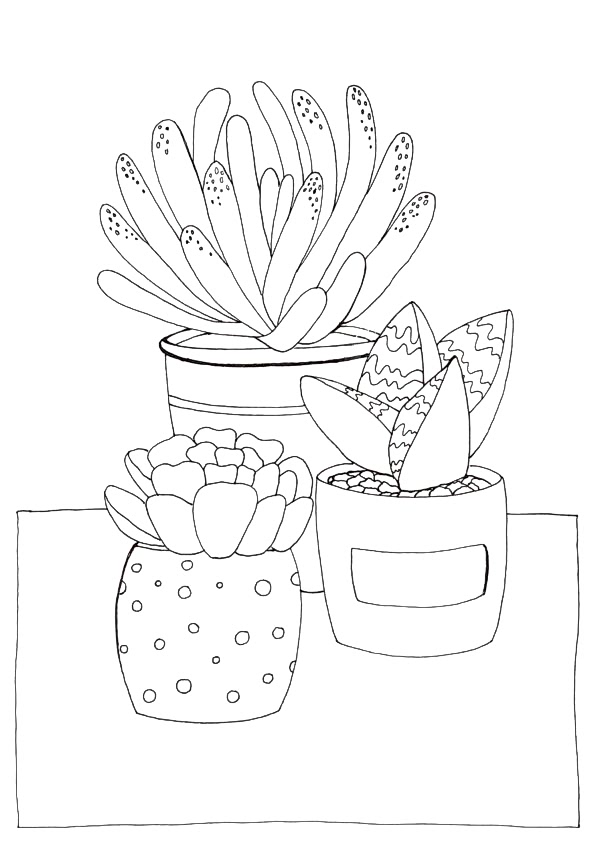 Succulents